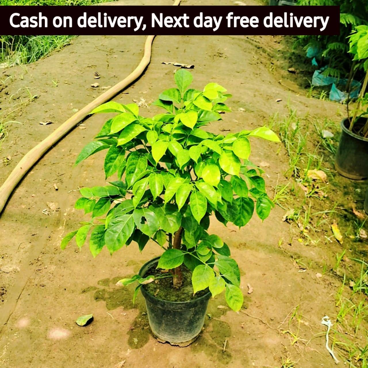 China Doll (Rademachera )plant in 7-inch nursery pot