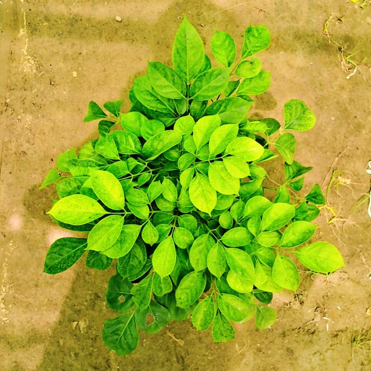 China Doll (Rademachera )plant in 7-inch nursery pot