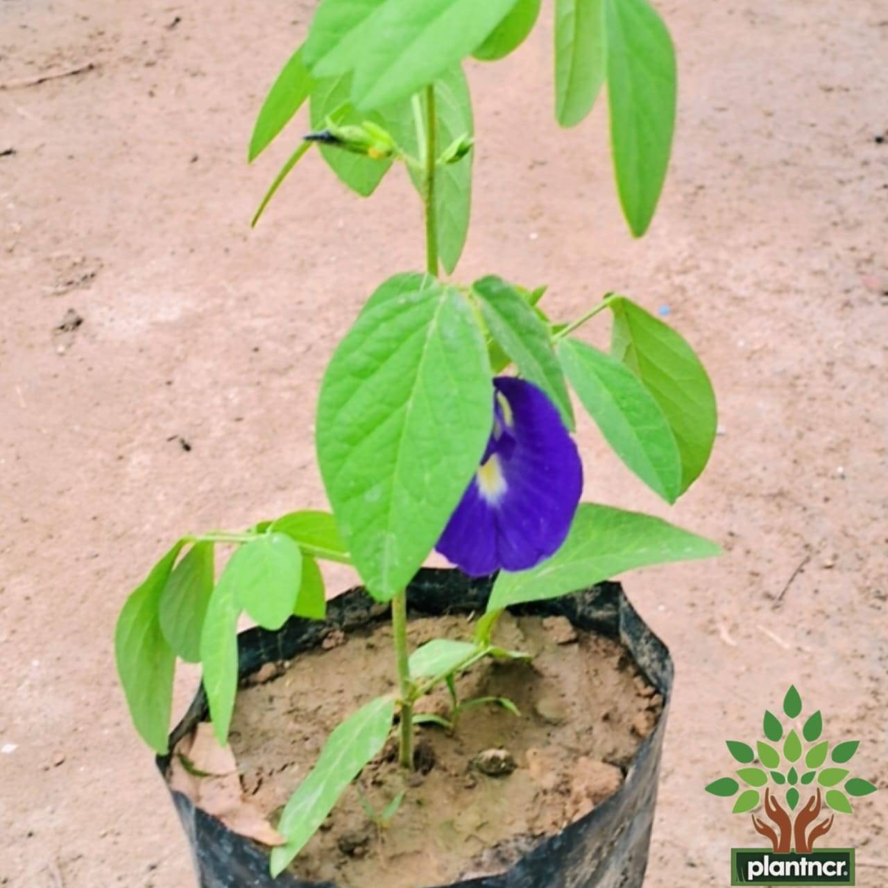 Aprajita ( blue )plant in 4 inch polybag