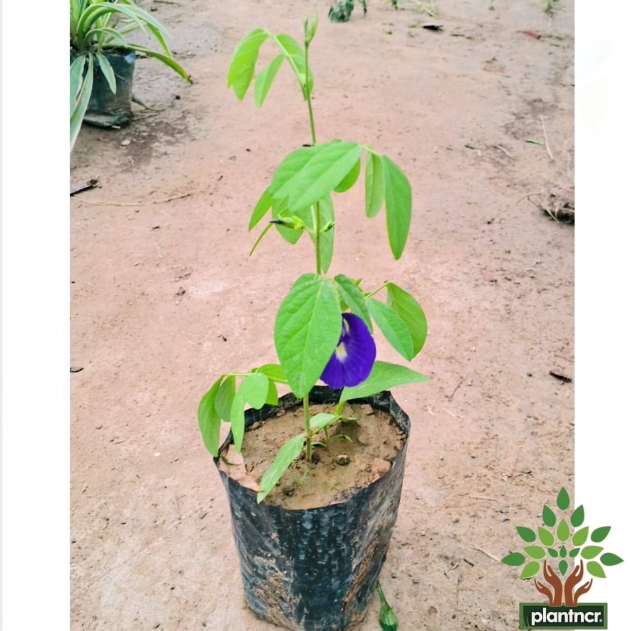 Aprajita ( blue )plant in 4 inch polybag