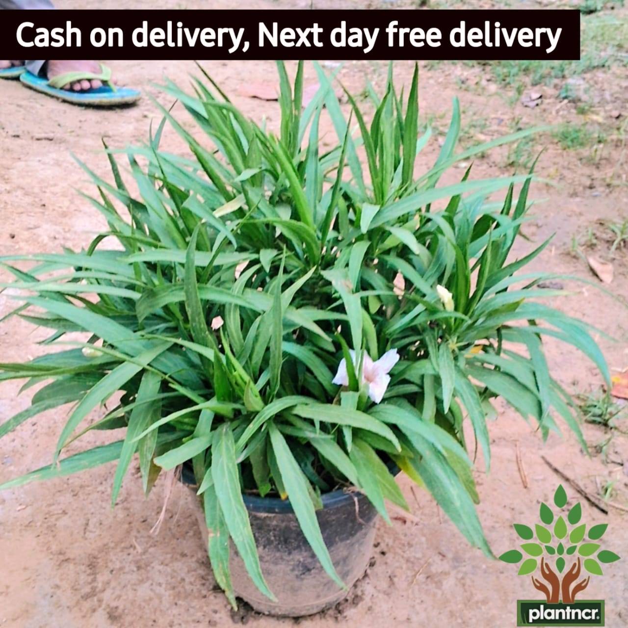 Mexican petunia in 8 inch pot