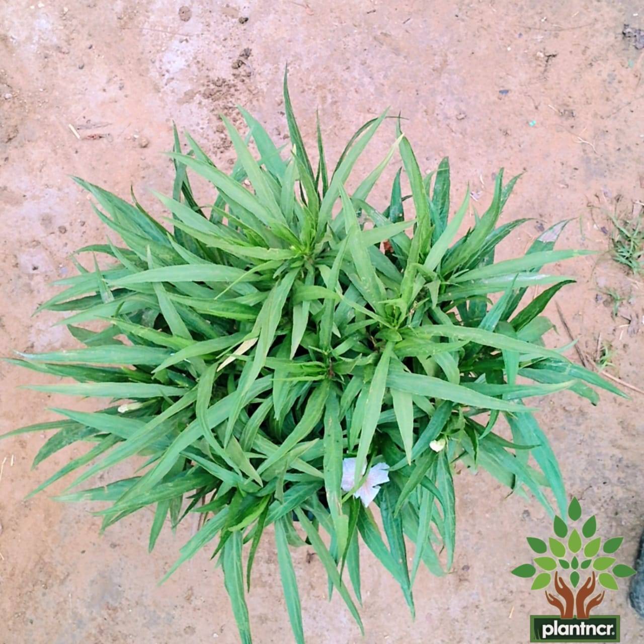 Mexican petunia in 8 inch pot