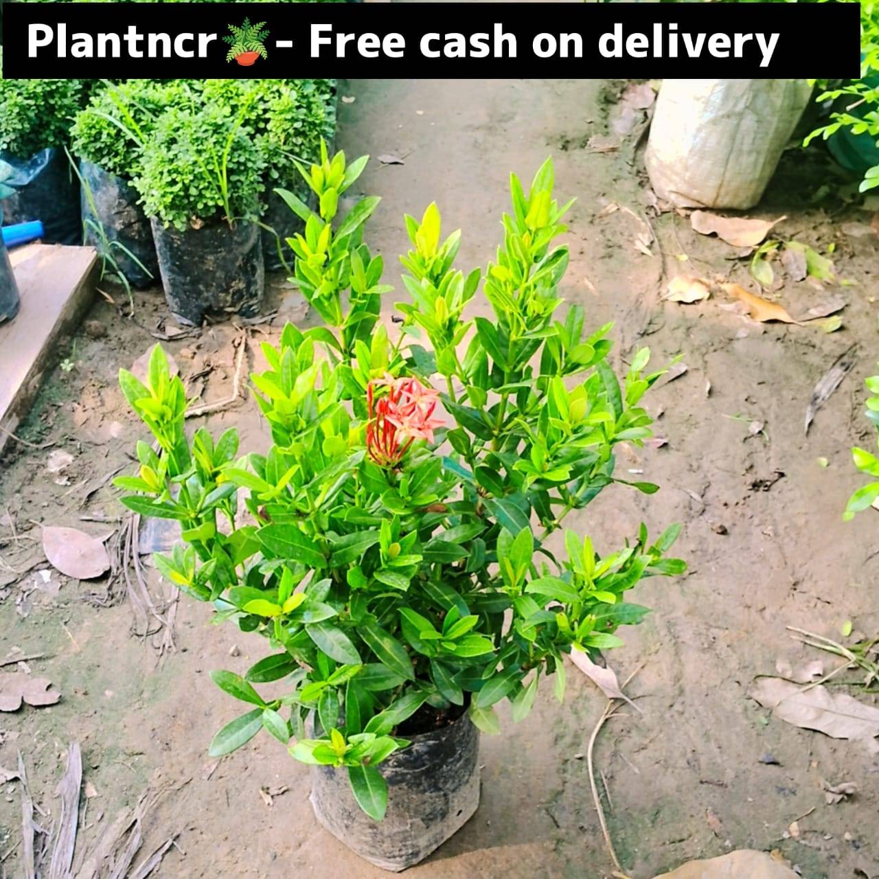 Axora plant  in 7 inch polybag