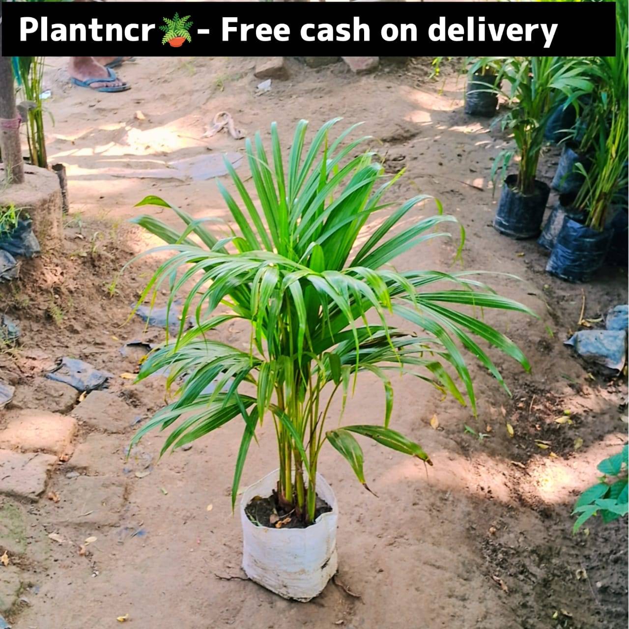 Arica palm in 6 inch nursery bag