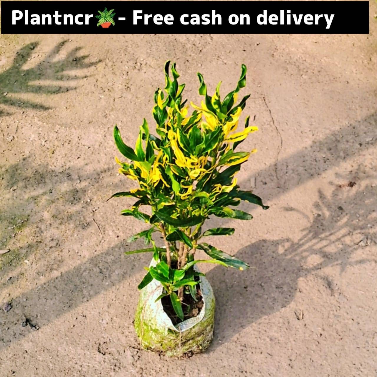 Croton Lilliput in 4 Inch nursery bag