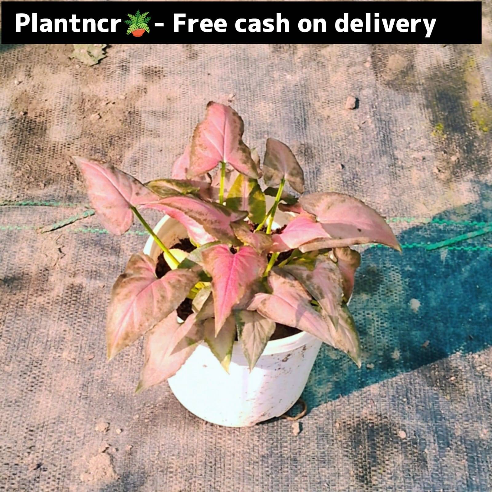 synonym red star plant (dwarf) in 4 inch pot