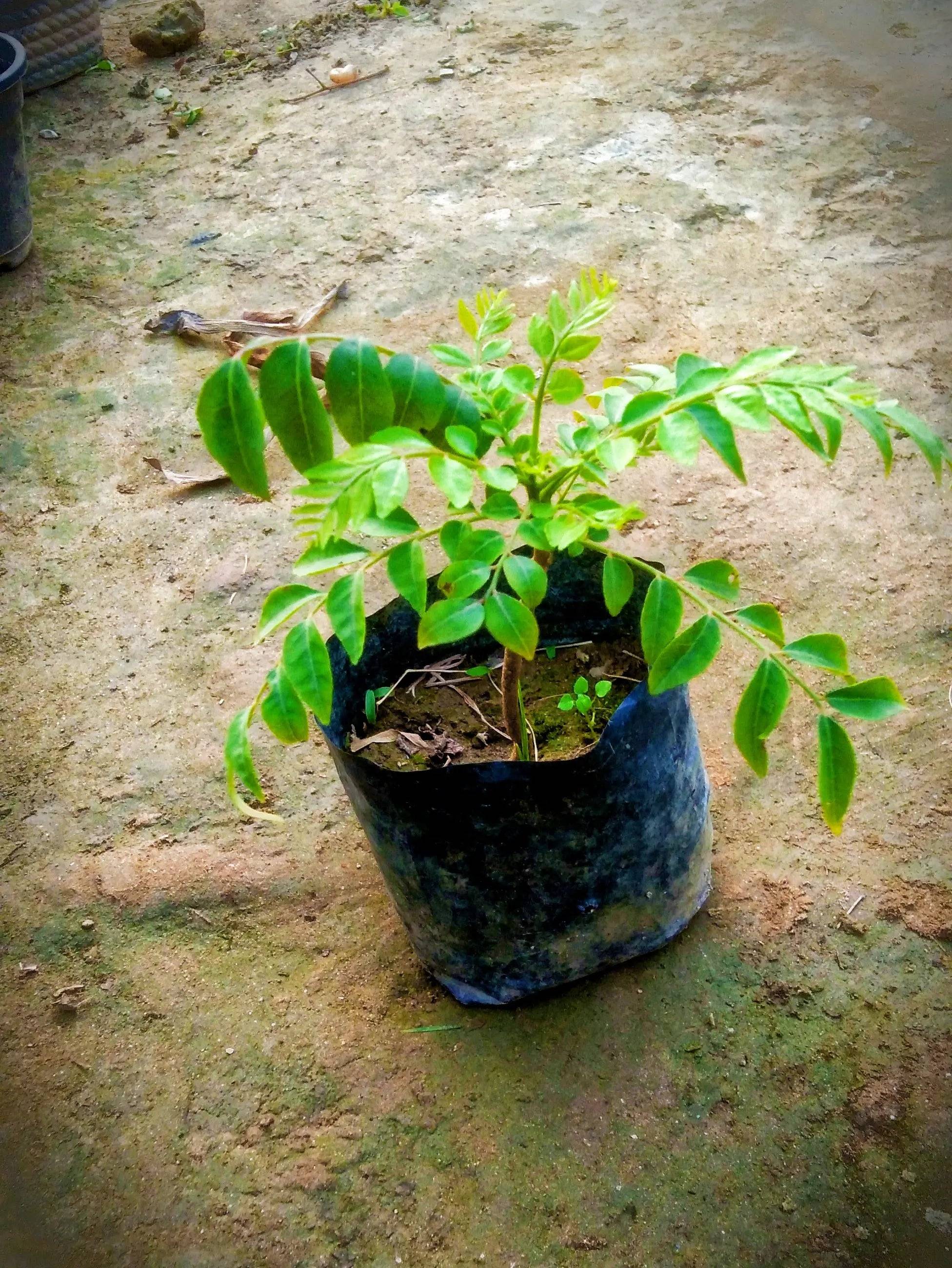 Curry leaf plant (kadhi patta ,meetha neem) in 4 inch polybag
