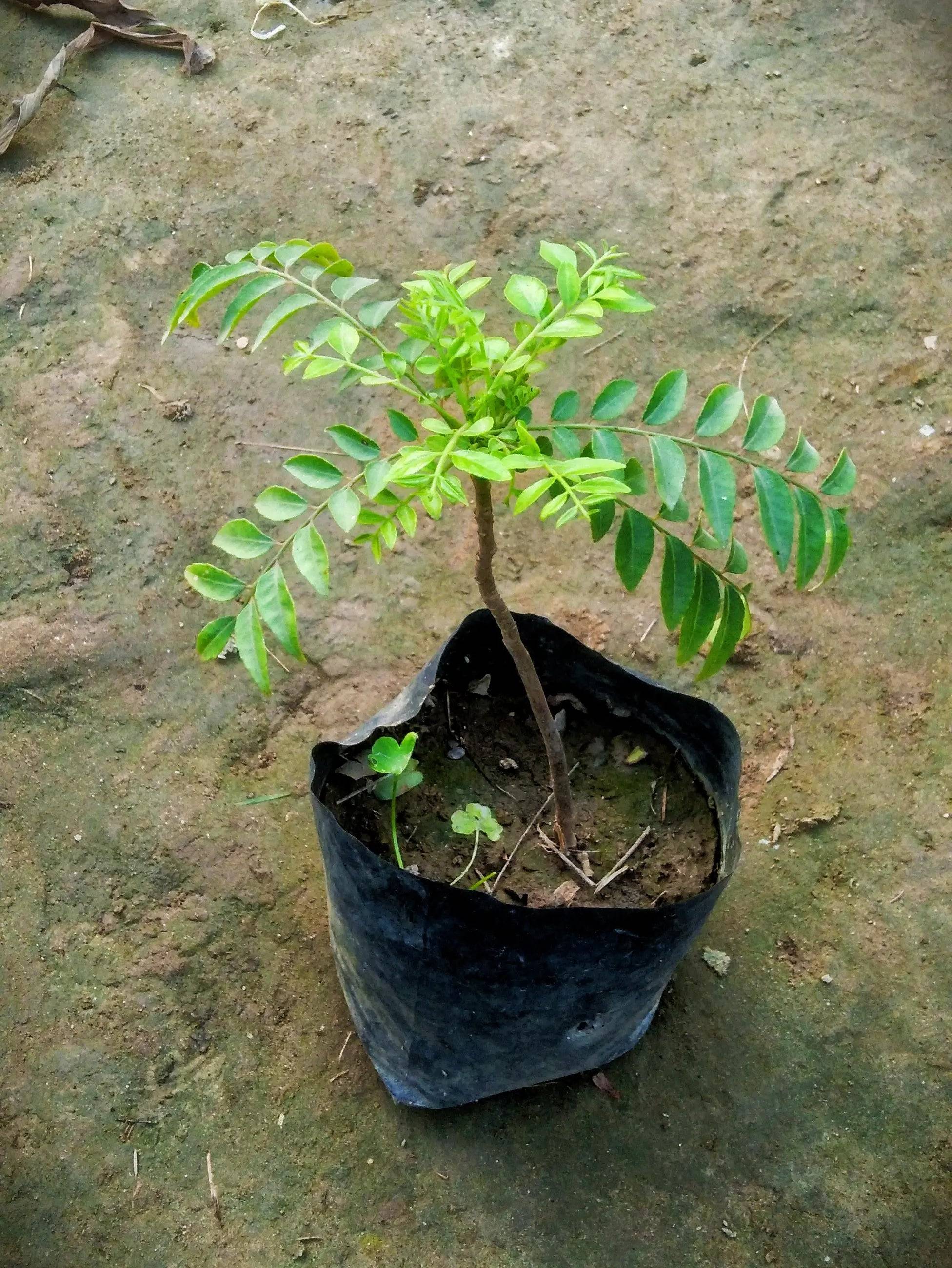 Curry leaf plant (kadhi patta ,meetha neem) in 4 inch polybag