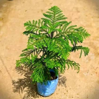Christmas tree (Araucaria plant) in 5 inch nursery bag