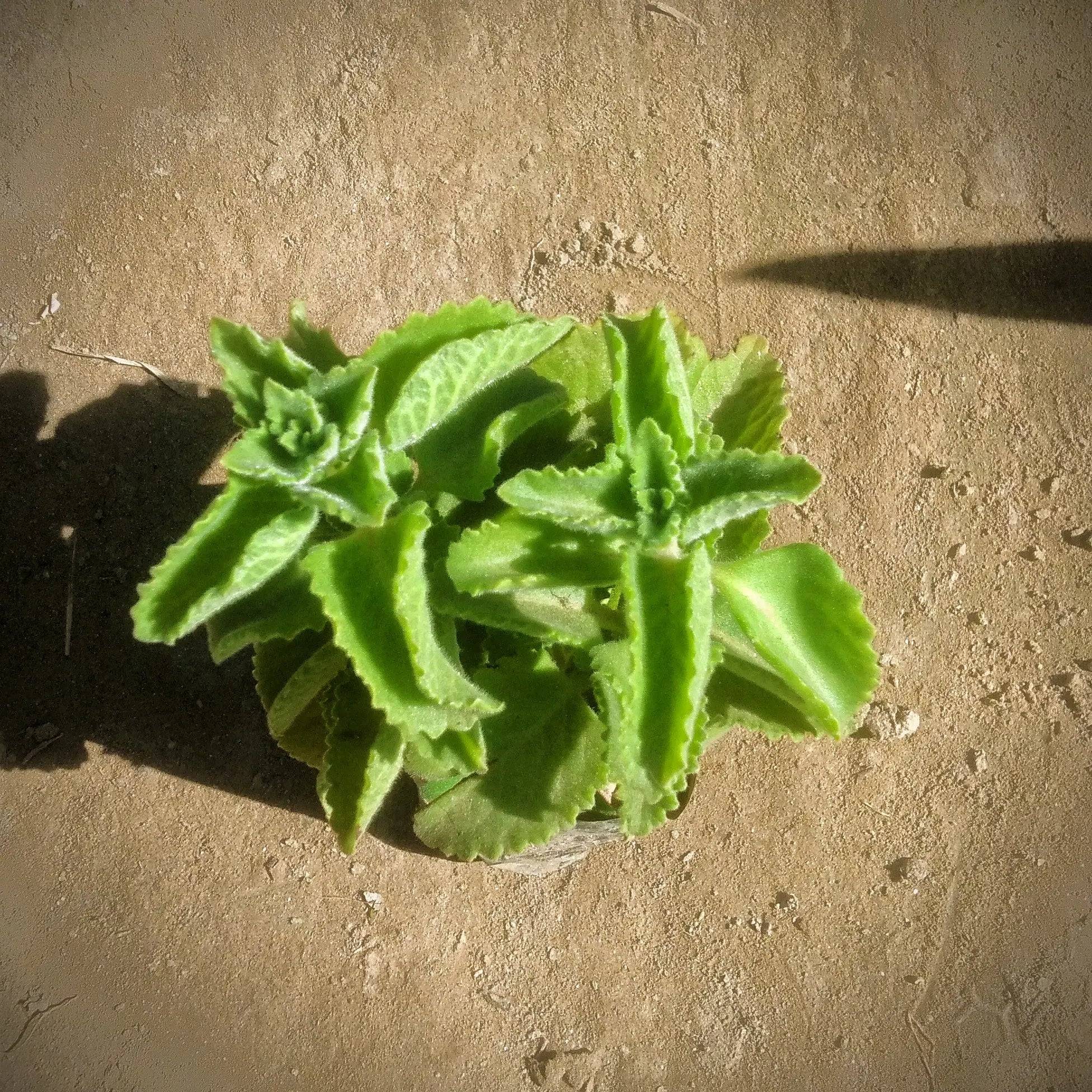 Ajwain Plant in 4 inch polybag