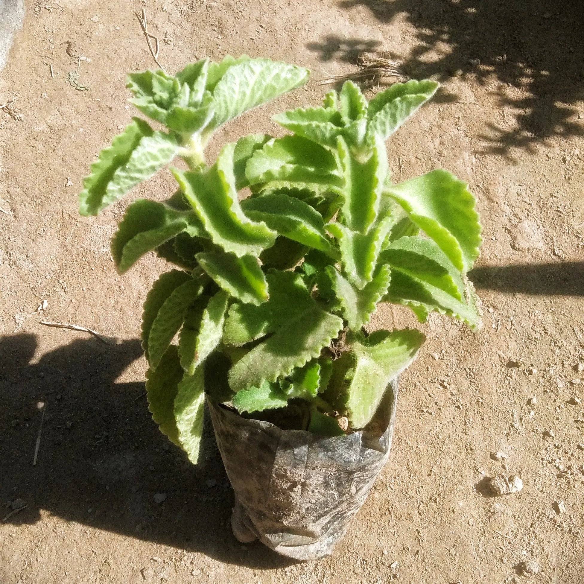 Ajwain Plant in 4 inch polybag
