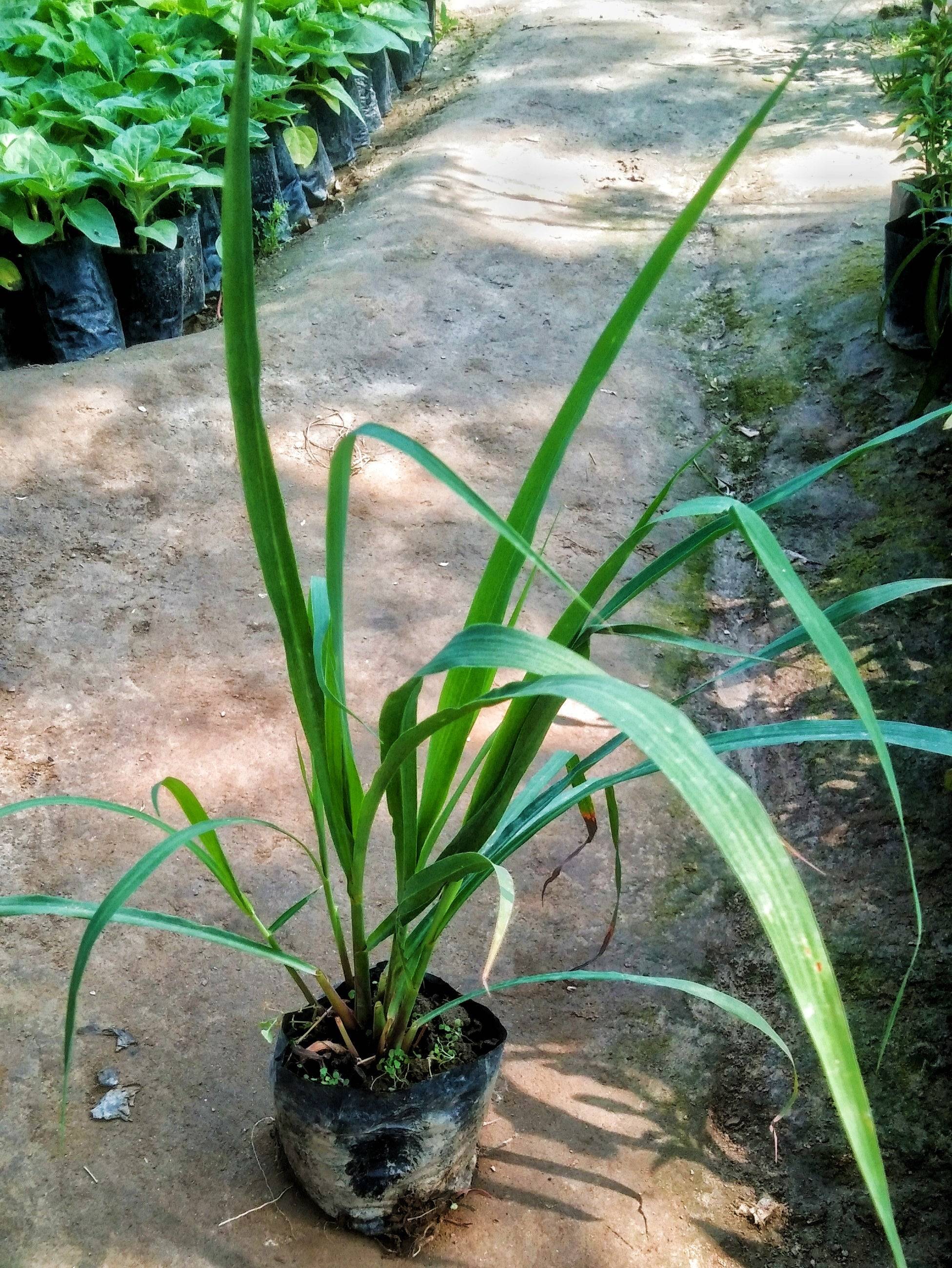 Lemon grass plant in 4 inch polybag