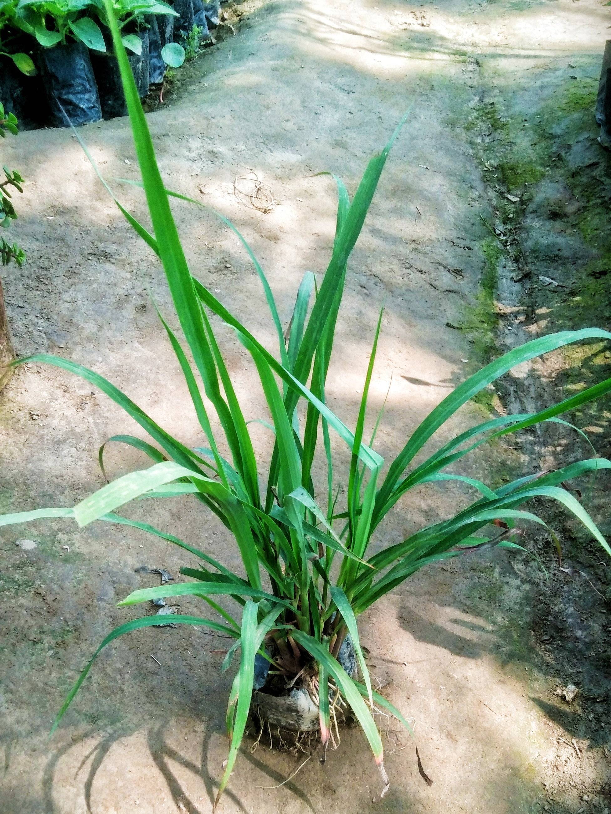 Lemon grass plant in 4 inch polybag