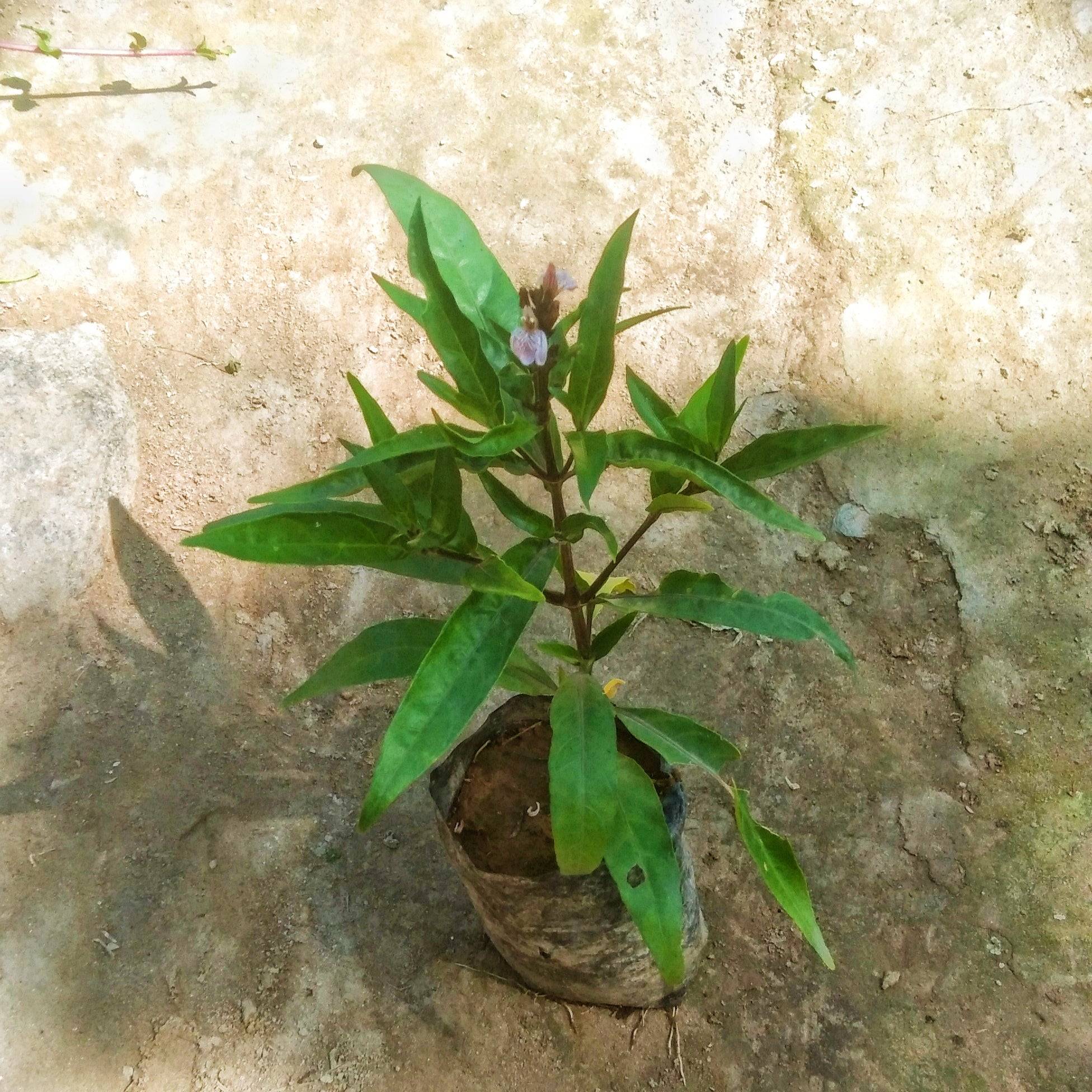Sukh Shanti Plant in 4 inch polybag