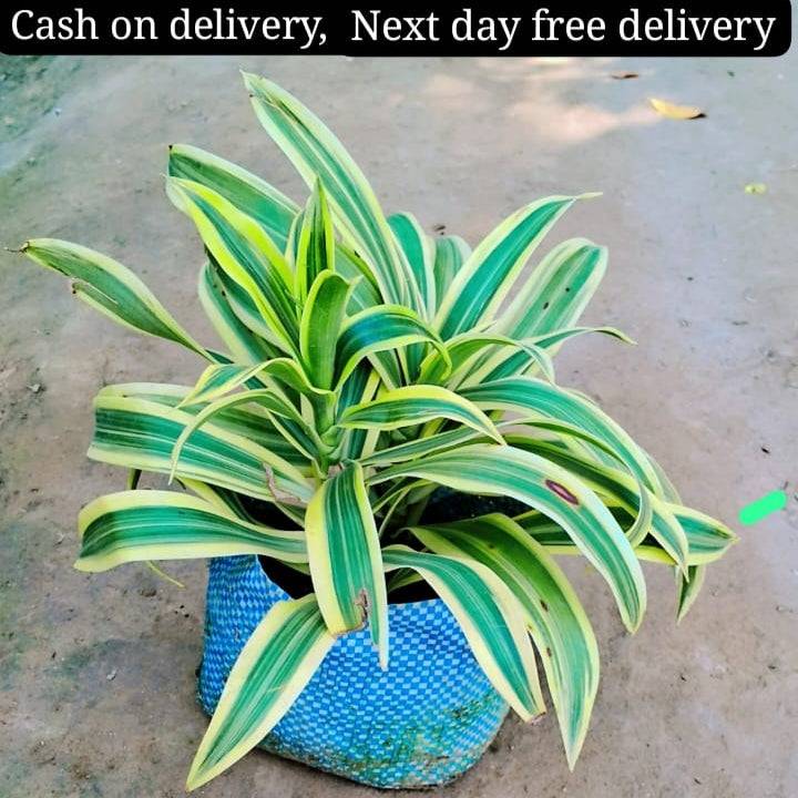 Song of India (Dracaena) plant in 6 inch polybag