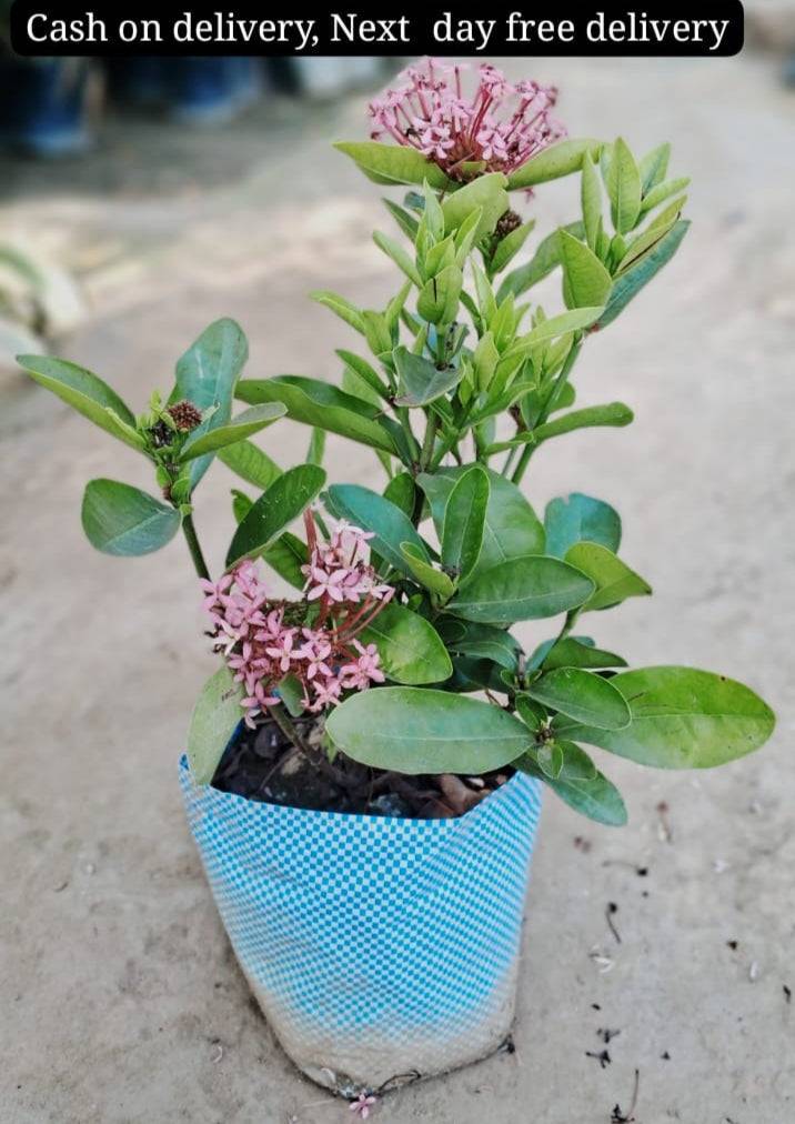 Ixora pink colour flower plant in 6 inch nursery bag