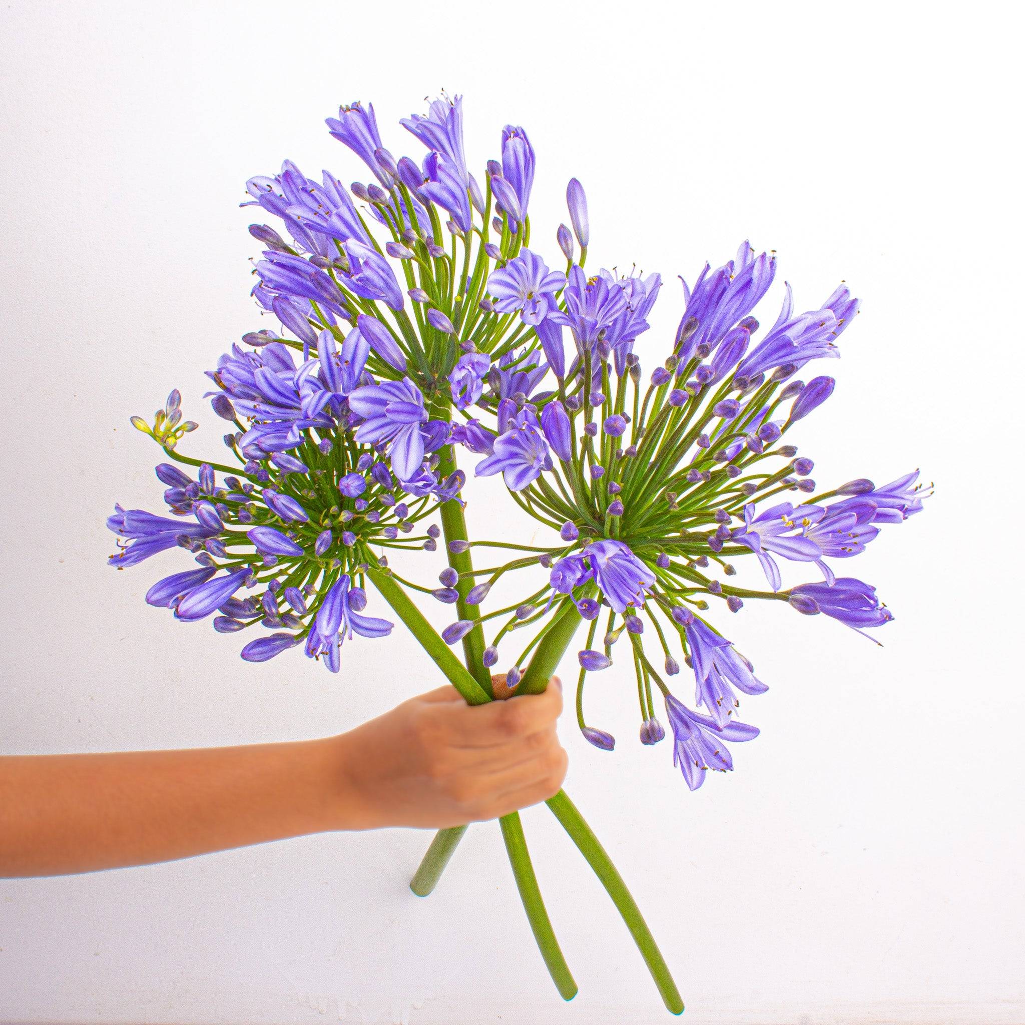 Agapanthus Buy at ₹1250