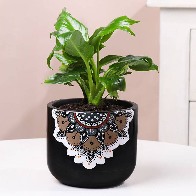 Peace Lily In Black Mandala Pot