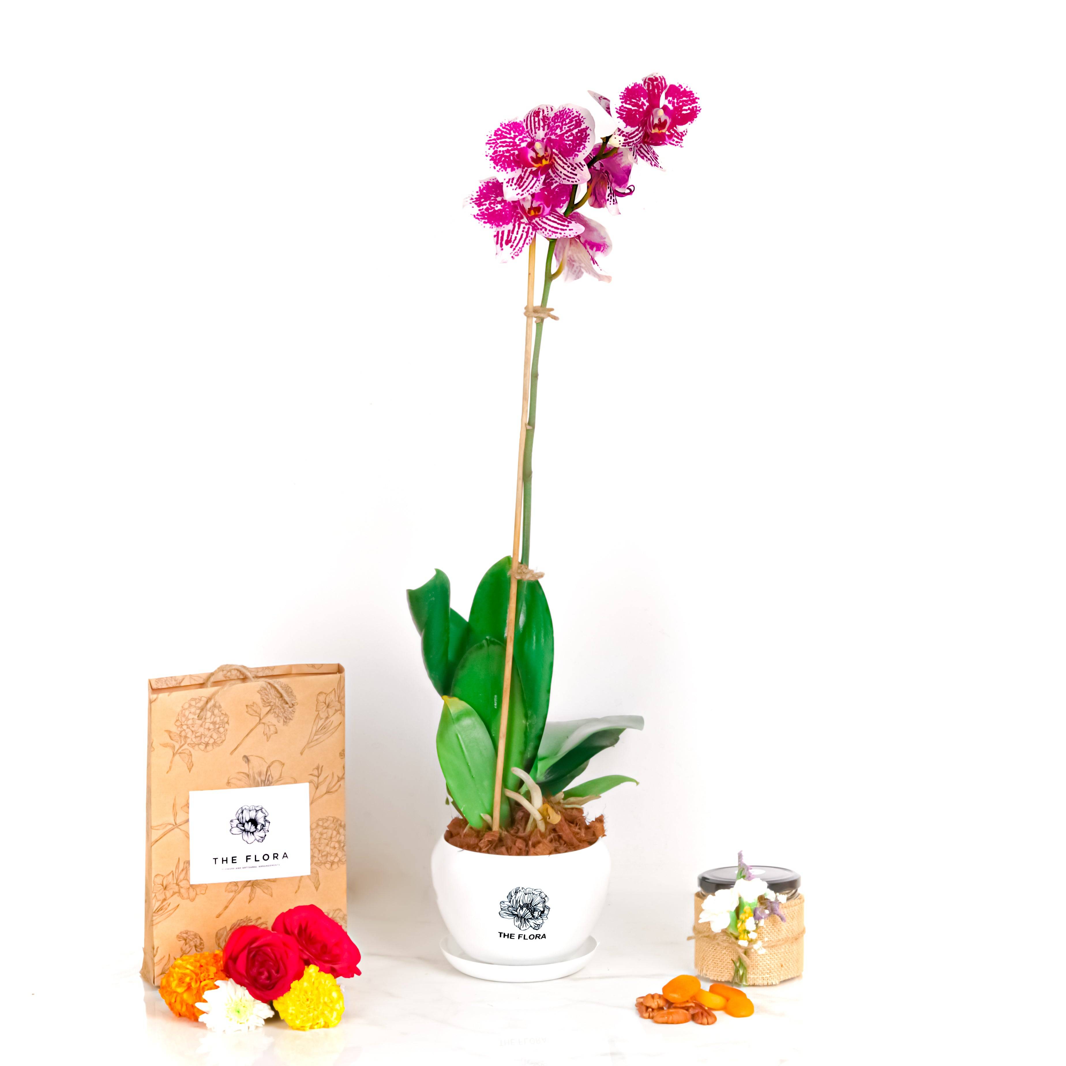 Potted Radiance (Orchids with Puja flowers, Dried Apricots & Pecan nuts) Buy at ₹2150