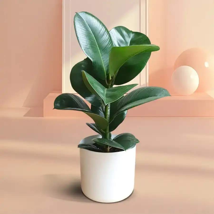 Elegant Rubber Plant Gift Arrangement
