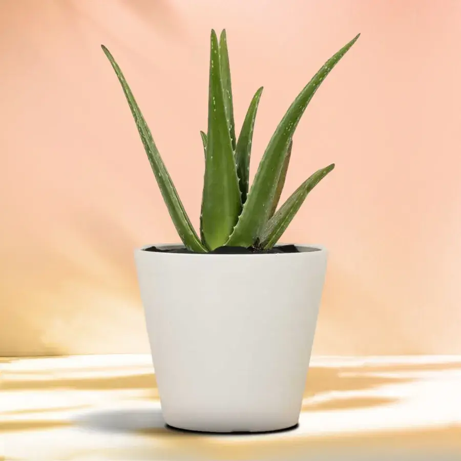 Aloe Vera Harmony in Stylish Pot