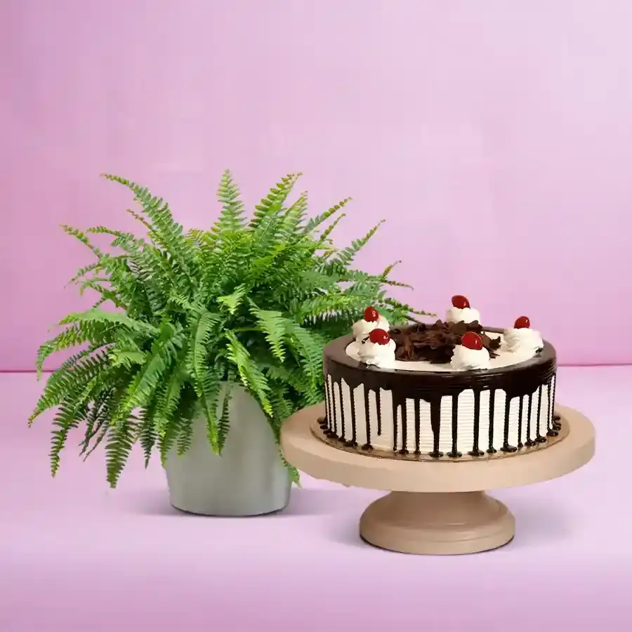 Indoor Air Purifier with Cake