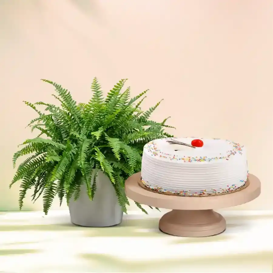 Ferny Bliss with Vanilla Cake Gift