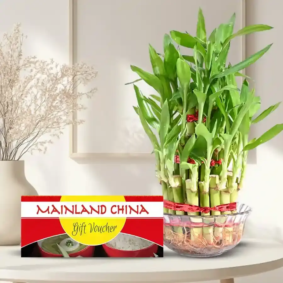 Lucky Bamboo Tree for Fathers Day with Dinner E Voucher from Mainland China