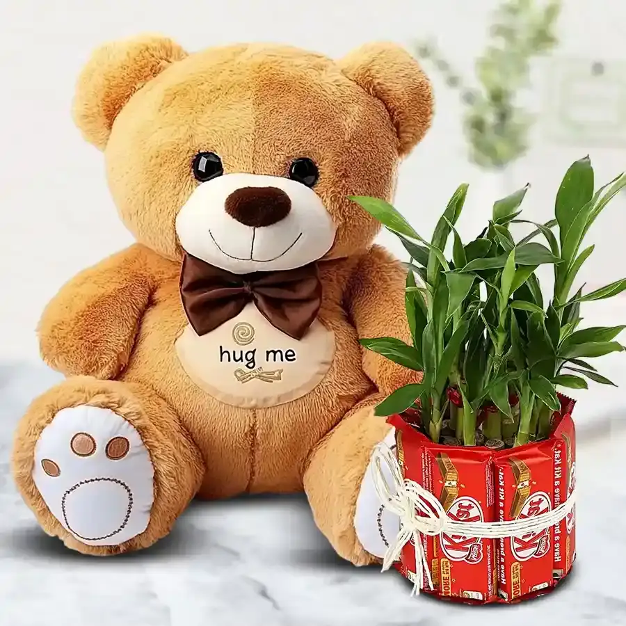 Wonderful Teddy with Chocolate n Lucky Bamboo Plant