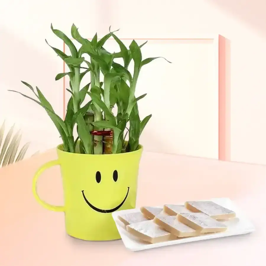 Delicious Kaju Katli with Lucky Bamboo Plant in a Smiley Container