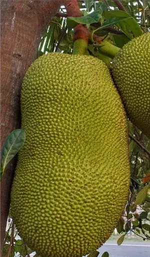 Indian 12 Month Hybrid Jackfruit Plant (Grafted, Pack Of 1) Buy @ ₹499