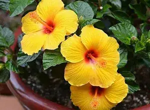 Indian 12 Month Yellow Hibiscus (Grafting) Flower Plant (Pack Of 1) Buy @ ₹499