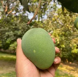 Indian All Time Hybrid Mango Fruit Plant For Home Gardening, Best Seller 12 Month Mango Plant In This Years ( Air Layering, Pack Of 1) Buy @ ₹499