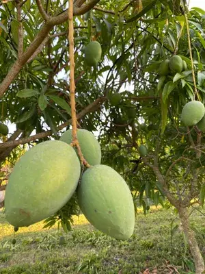 Indian All Time Hybrid Mango Fruit Plant For Home Gardening, Best Seller 12 Month Mango Plant In This Years ( Air Layering, Pack Of 1) Buy @ ₹499