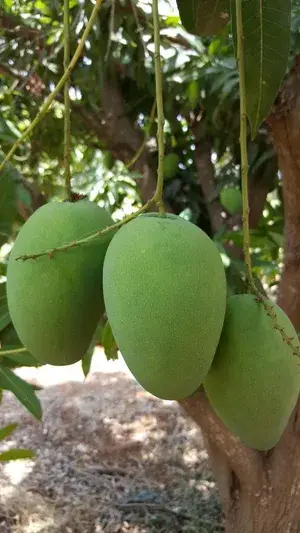 Indian Kacha-Mitha Mango Fruit Live Plant For Home Gardening, Original Hybrid Dwarf Variety Sweet-Sour (Best Seller) Mango Plant Limited Stock, Plant Age: 1.5 Years (Air Layering, Pack Of 1) Buy @ ₹499