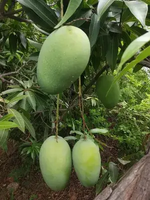 Indian Kacha-Mitha Mango Fruit Live Plant For Home Gardening, Original Hybrid Dwarf Variety Sweet-Sour (Best Seller) Mango Plant Limited Stock, Plant Age: 1.5 Years (Air Layering, Pack Of 1) Buy @ ₹499