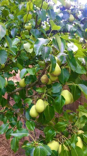 Indian Pear/Naspati Live Plant & Tree For Home Garden (1.5-3.5 Ft Height) Pack Of 1 Buy @ ₹599
