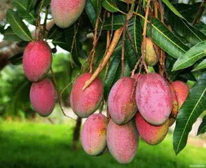 Indian Sindhu ( Seedless ) Mango Hybrid Fruit Live Plant & Tree For Home Gardening Grafted Sindhu Mango Fruit Plant (1.5-3.5 Ft Hight) Pack Of 1 Buy @ ₹549