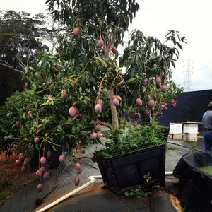 Indian Sindhu ( Seedless ) Mango Hybrid Fruit Live Plant & Tree For Home Gardening Grafted Sindhu Mango Fruit Plant (1.5-3.5 Ft Hight) Pack Of 1 Buy @ ₹549