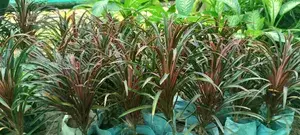 Indoor Live Plant Buy @ ₹549