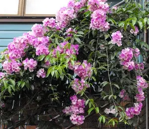 Garlic Vine flower Live Plant | Creeper Flower plant | Dwarf Varify | Air Layering Plant Buy @ ₹399