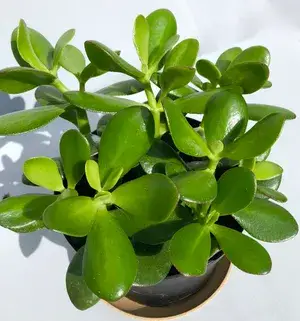 Jade Air Purifying Indoor Live Plant (Pack Of 1) Buy @ ₹499