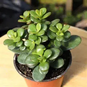 Jade Air Purifying Indoor Live Plant (Pack Of 1) Buy @ ₹499