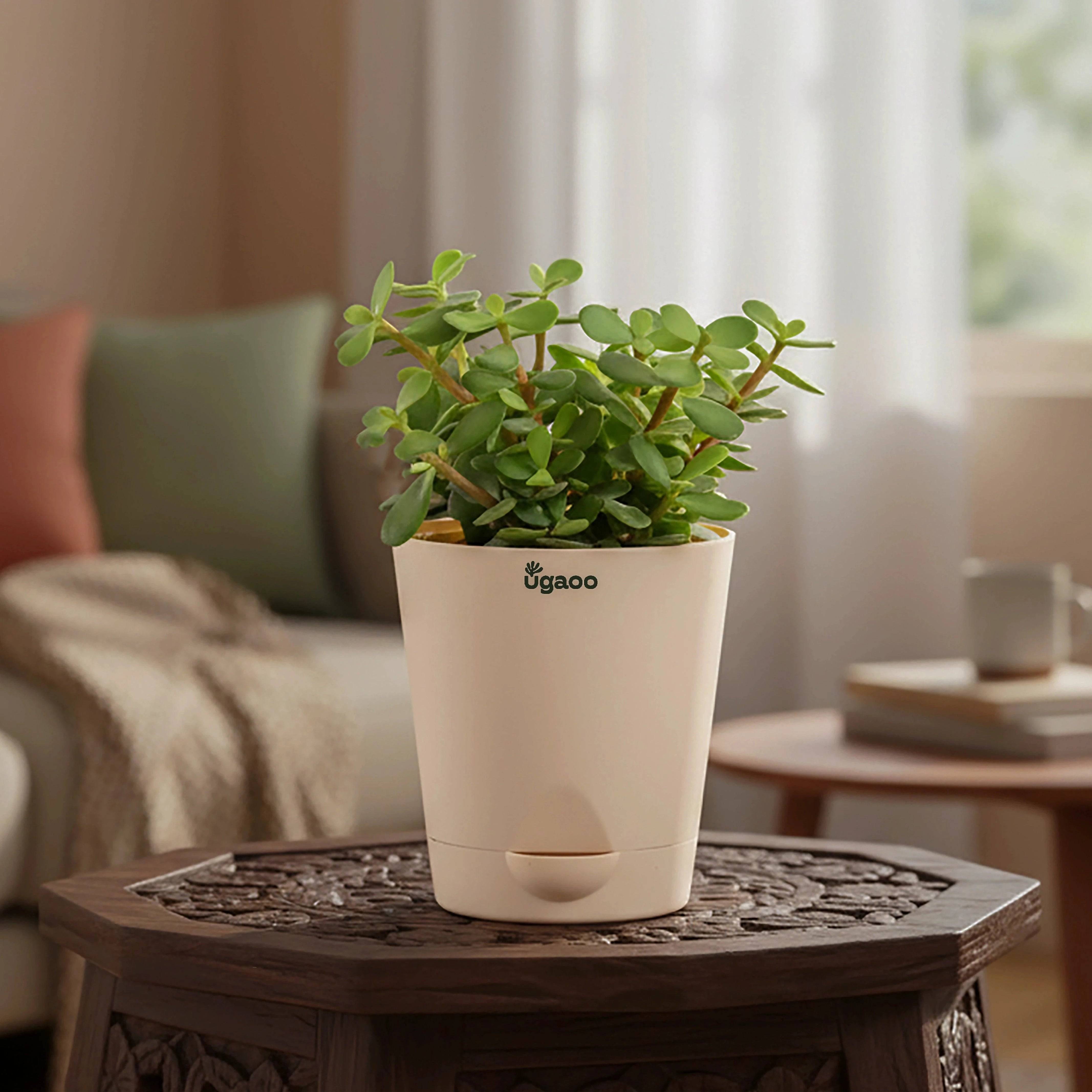 Jade Mini Plant