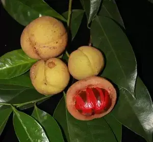 Jaiphal Highly Benefited Spices Plant With Amazing Fragrance, Well Watered Hybrid JayaphalJaifal Plant (1.5-3.5 Ft Height) Pack Of 1 Buy @ ₹449