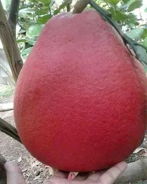 Jambo Size Red Pomelo Healthy Fruit Live Plant For Home Gardening Hybrid Pomelo Plant (1.5-3.5 Ft Hight) Pack Of 1 Buy @ ₹499