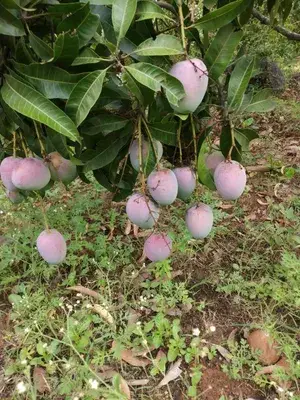 Japanese All Time Mango Healthy Fruit Plant & Tree For Home Gardening (Hybrid, Pack Of 1) Buy @ ₹499