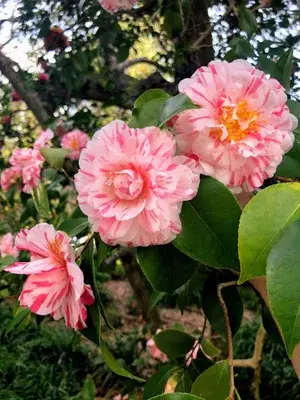 Japanese Camellia Live Flowering Plant & Tree (1.5-3.5 Ft Height) For Home Garden Well Watered Camellia Plant (Hybrid, Pack Of 1) Buy @ ₹449