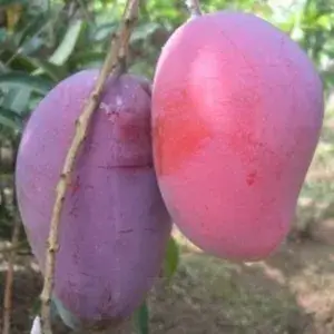 Japanese Hybrid Mango Fruit Plant (Grafted, Pack Of 1) Buy @ ₹599