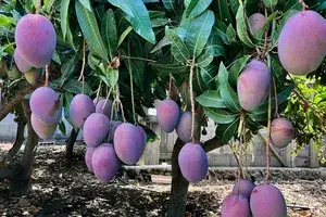 Japanese Miyazaki Mango Plant & Tree For Home Garden Well Watered Miyazaki Mango Plant Age 1.5 Years (Hybrid, Pack Of 1) Buy @ ₹549